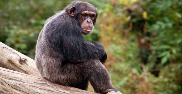 chimpanze-696x362