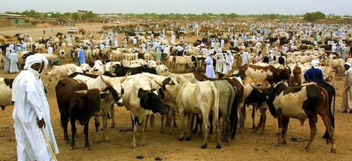 Tchad code pastoral éleveurs_0-750x422